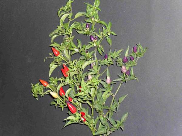 PEPERONCINO SHANGAY NR.50 SEMI